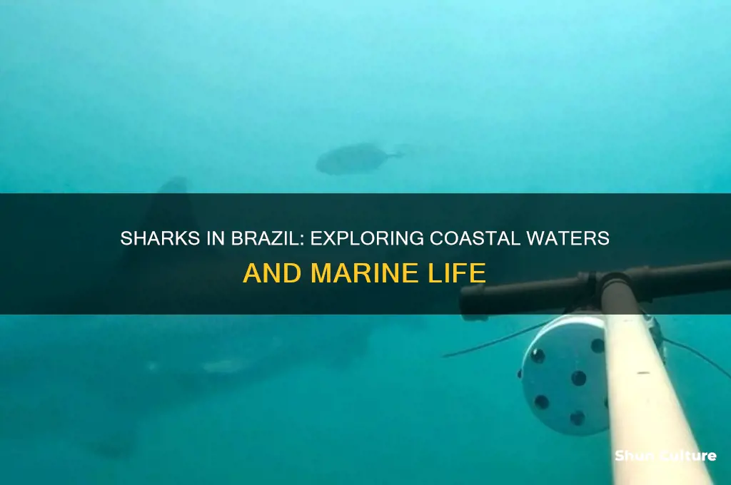 does brazil have sharks