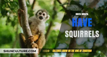 Do Squirrels Live in Brazil? Exploring the Country's Wildlife