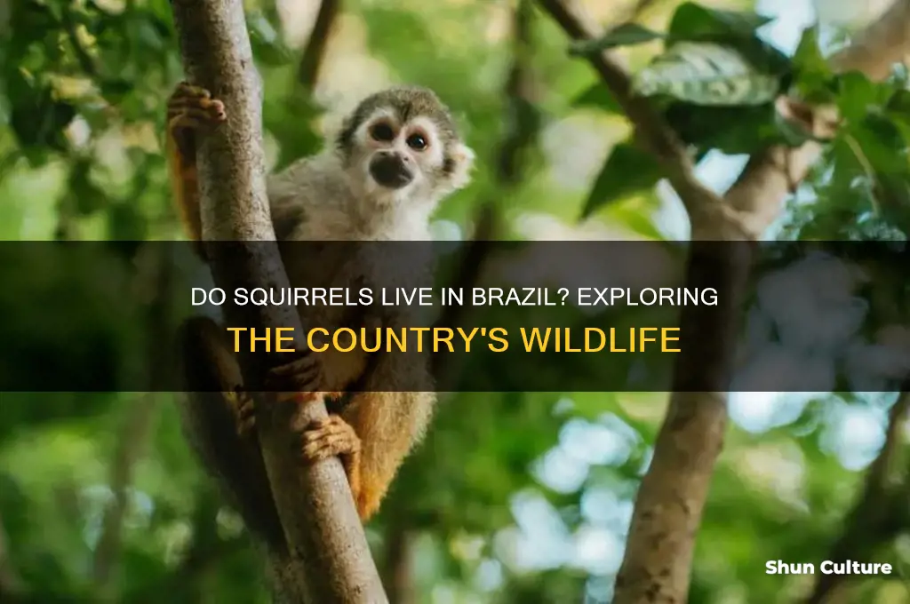 does brazil have squirrels