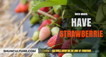 Exploring Brazil's Strawberry Scene: Availability, Cultivation, and Local Delights