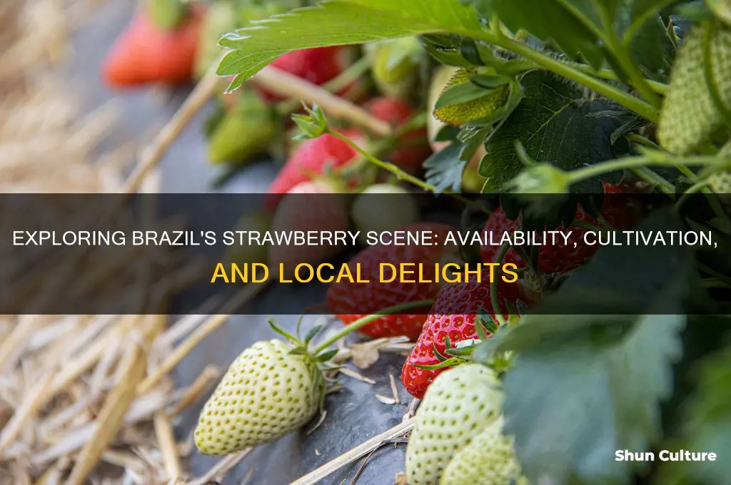 does brazil have strawberries