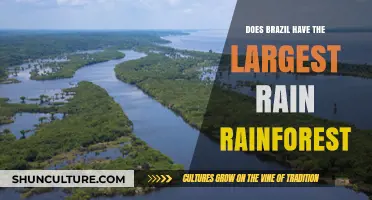 Exploring Brazil's Rainforest: Is It the World's Largest?