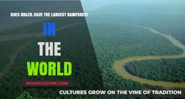 Exploring Brazil's Amazon: The World's Largest Rainforest?
