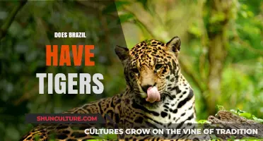 Do Tigers Roam Brazil? Unveiling the Truth About Brazilian Wildlife