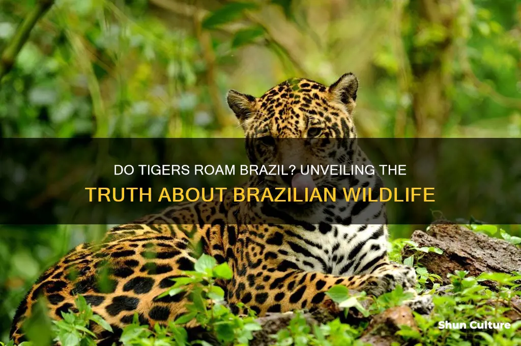 does brazil have tigers