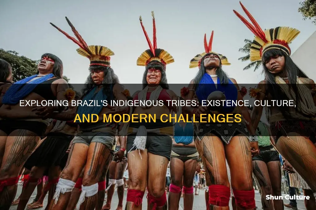 does brazil have tribes