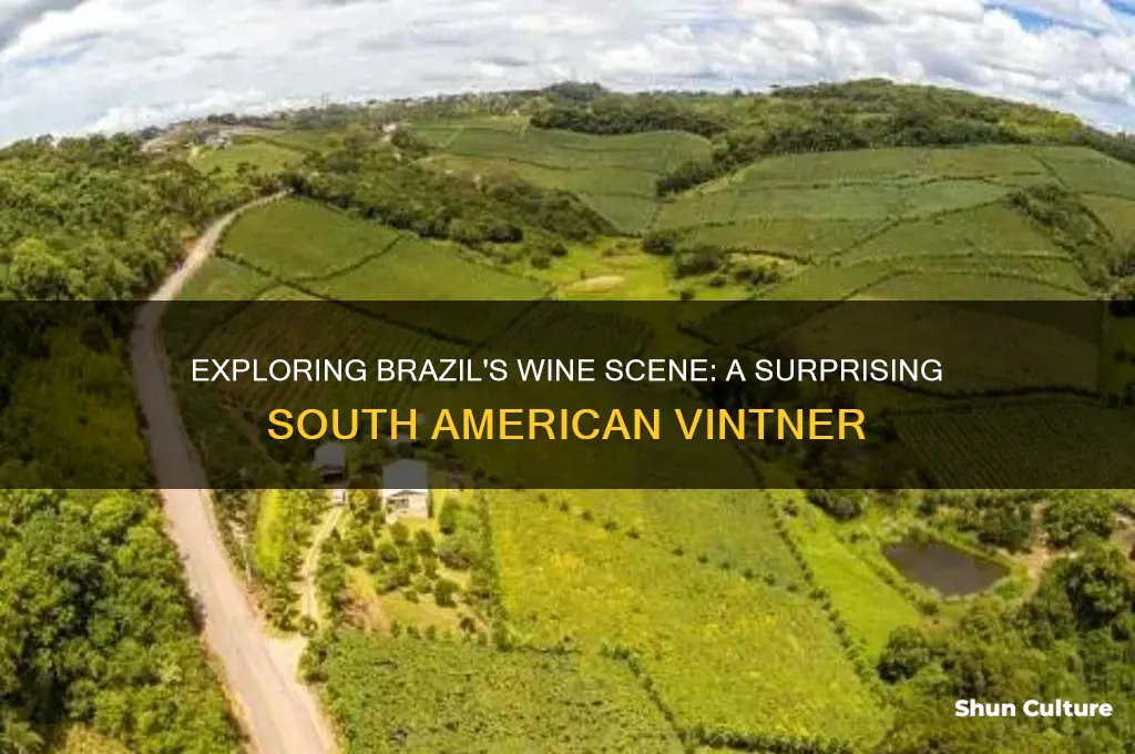 does brazil make wine