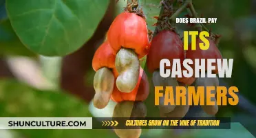 Brazil's Cashew Farmers: Fair Pay or Exploitative Practices?
