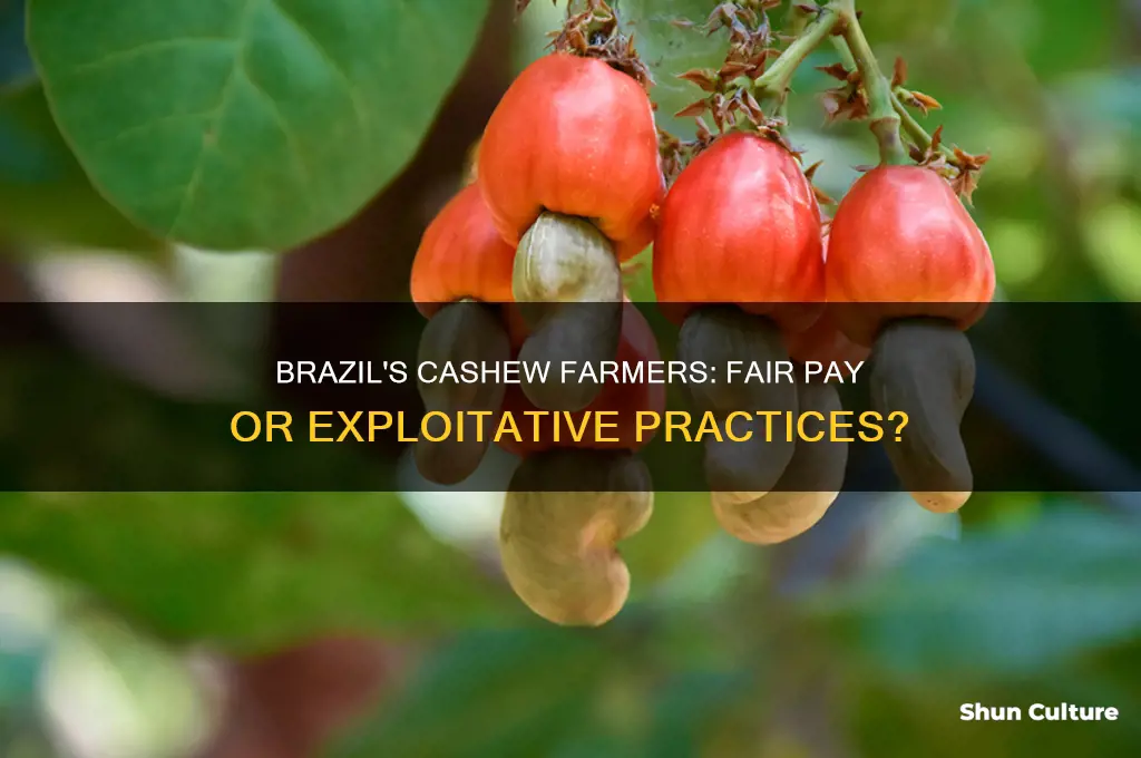 does brazil pay its cashew farmers