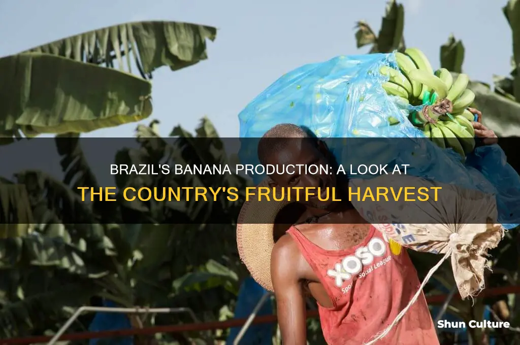 does brazil produce banana