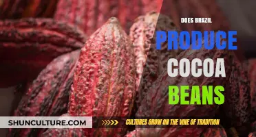 Brazil's Cocoa Production: Unveiling the Truth Behind the Beans