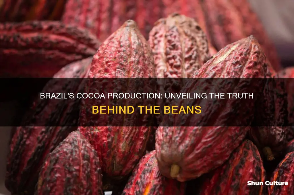 does brazil produce cocoa beans