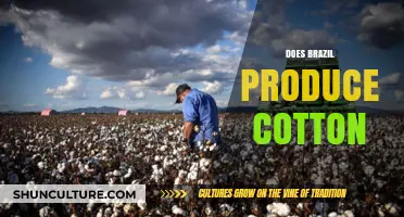 Does Brazil Produce Cotton? Exploring the Country's Role in the Industry