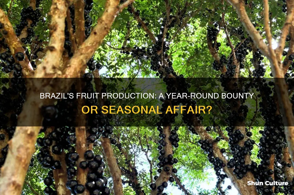 does brazil produce fruit year round