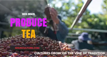 Exploring Brazil's Tea Production: A Hidden Gem in South America