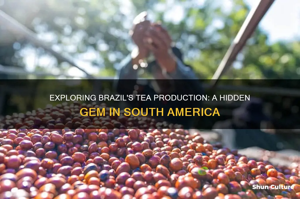 does brazil produce tea