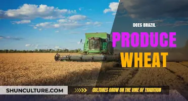 Does Brazil Produce Wheat? Exploring the Country's Agricultural Diversity