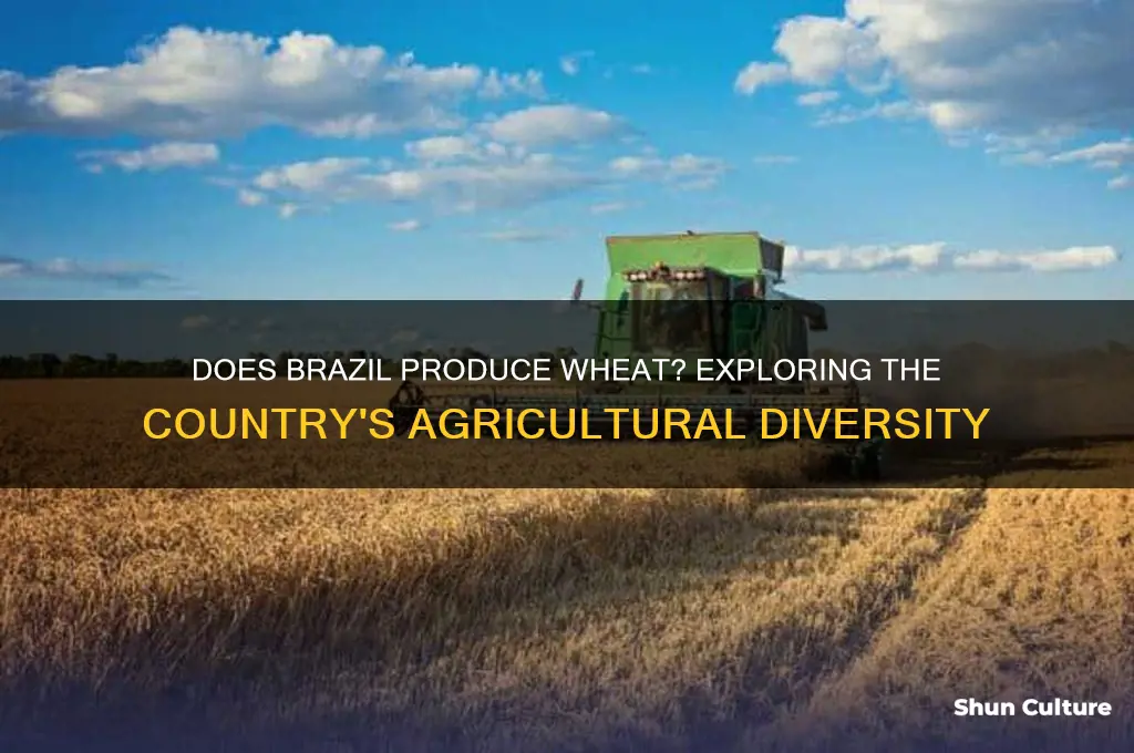 does brazil produce wheat