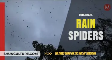 Brazil's Arachnid Mystery: Unraveling the Myth of Raining Spiders