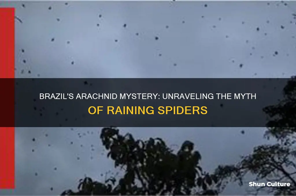 does brazil rain spiders