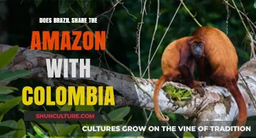 Brazil and Colombia: Shared Custodians of the Amazon Rainforest?