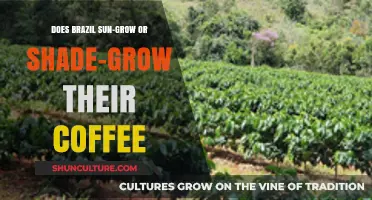 Brazil's Coffee Secret: Sun-Grown or Shade-Grown Beans?
