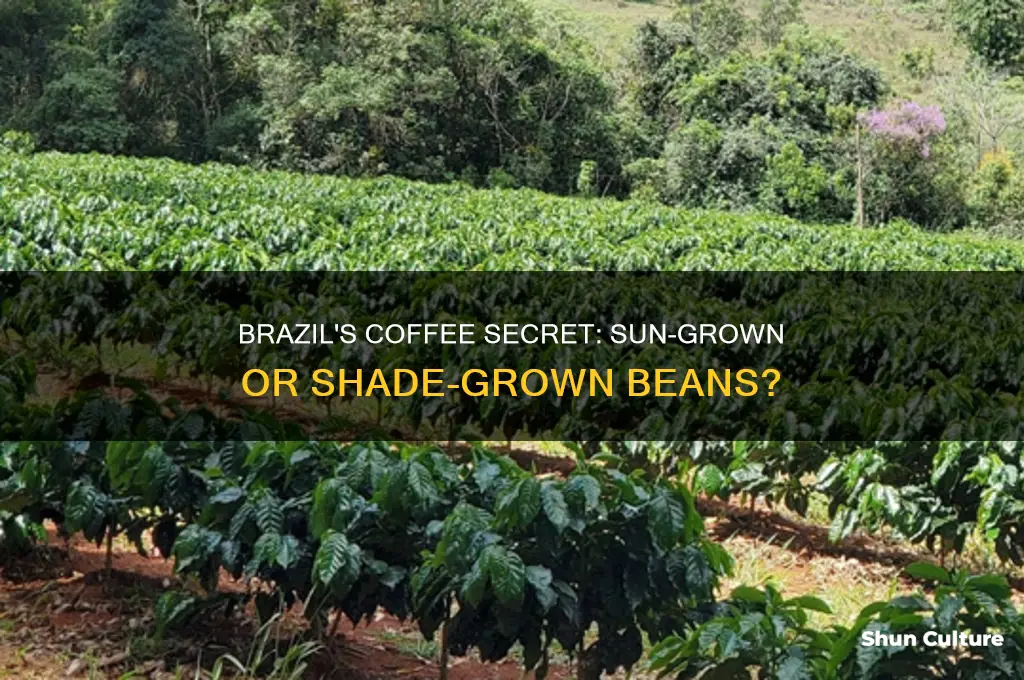 does brazil sun-grow or shade-grow their coffee