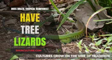 Exploring Brazil's Rainforest: Are Tree Lizards Among Its Inhabitants?