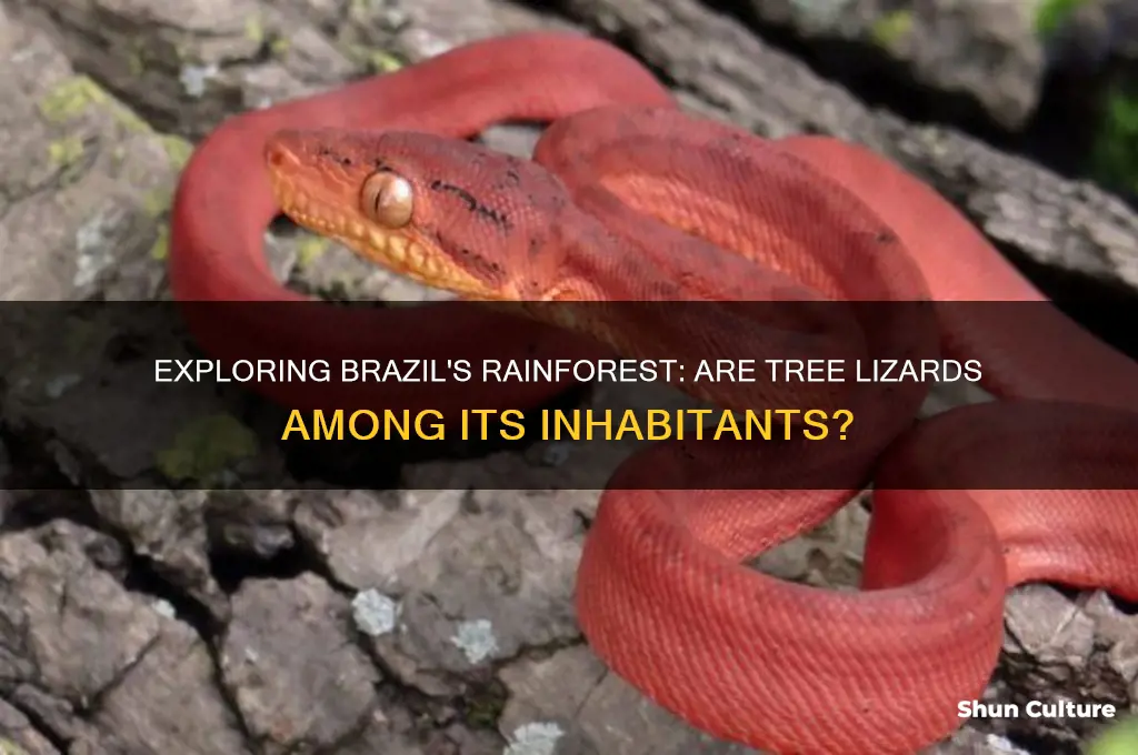 does brazil tropical rainforest have tree lizards