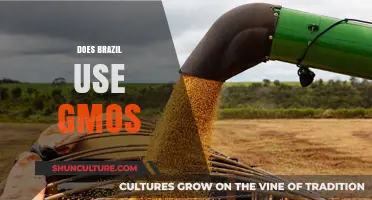 Brazil's GMO Usage: Facts, Regulations, and Agricultural Impact Explained