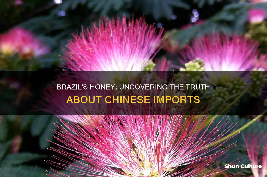 does brazil