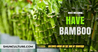 Exploring Bulgaria's Bamboo: A Journey Through Its Unique Flora