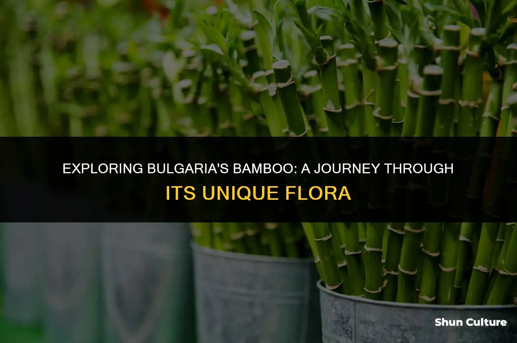 does bulgaria have bamboo
