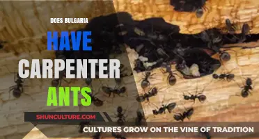 Exploring the Presence of Carpenter Ants in Bulgaria