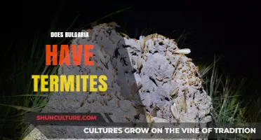 Bulgaria's Termite Troubles: A Comprehensive Guide to Infestation and Control