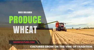 Bulgaria's Wheat Production: A Look into the Country's Agricultural Output