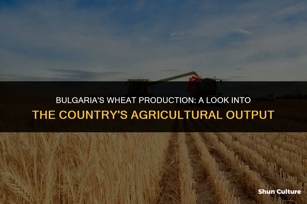 does bulgaria produce wheat