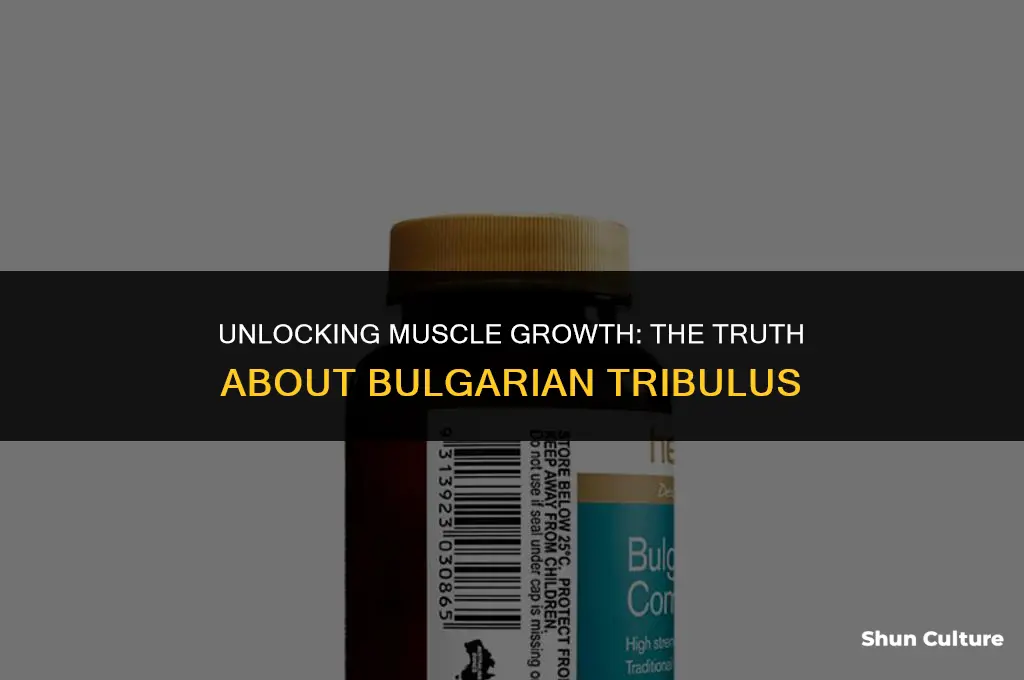does bulgarian tribulus help build muscle