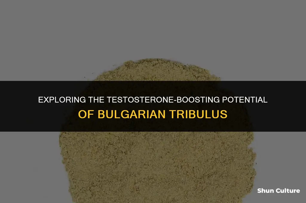 does bulgarian tribulus increase testosterone