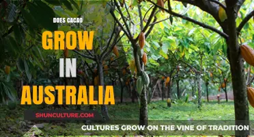 Cacao in Australia: Can It Be Grown?