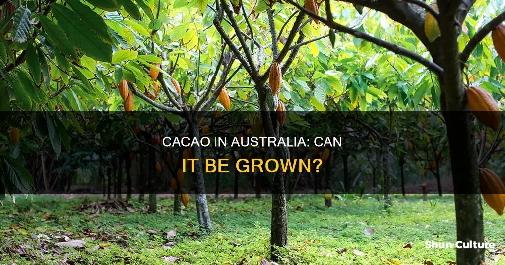 does cacao grow in australia