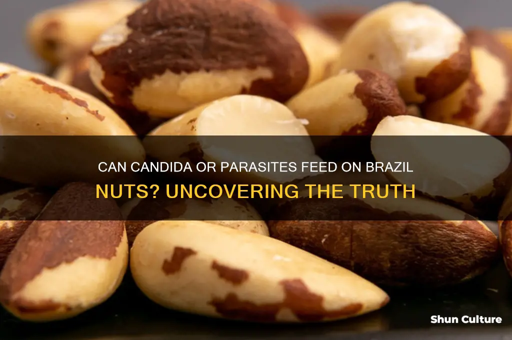 does candida or parasite feed on brazil nuts