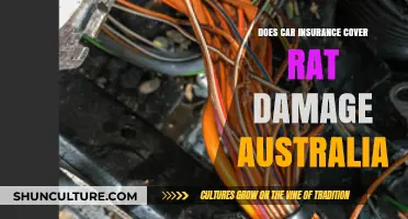 Car Insurance and Rat Damage: What's Covered in Australia?