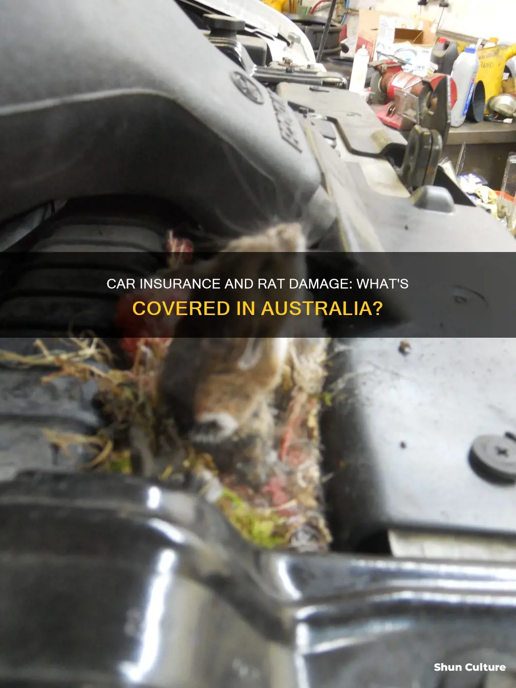 does car insurance cover rat damage australia
