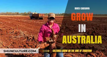 Cassava Cultivation: Australia's Potential