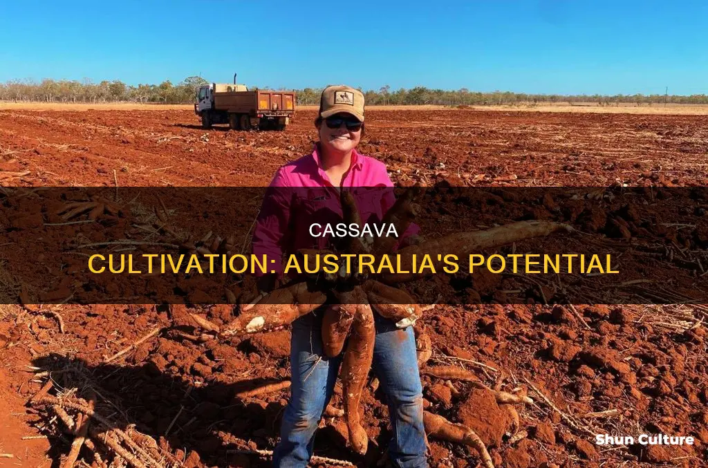 does cassava grow in australia