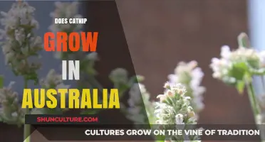 Catnip Cultivation: Australia's Climate for Catnip Growth