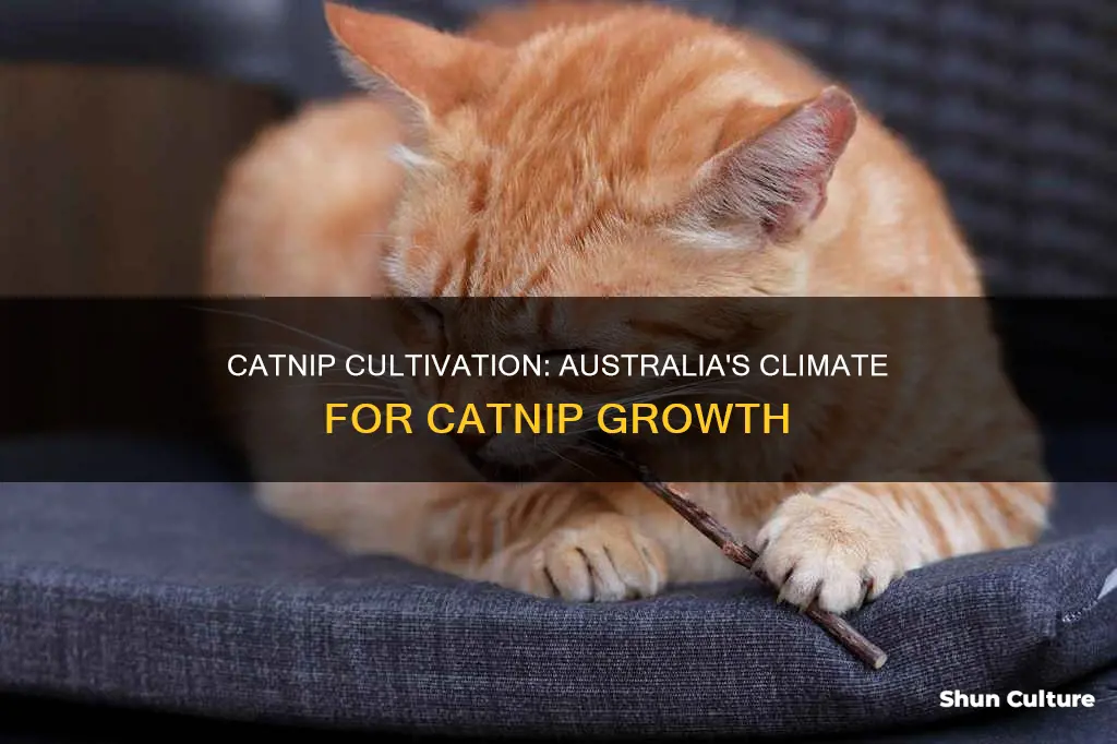 does catnip grow in australia