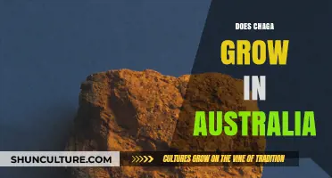 Chaga in Australia: Where to Find It