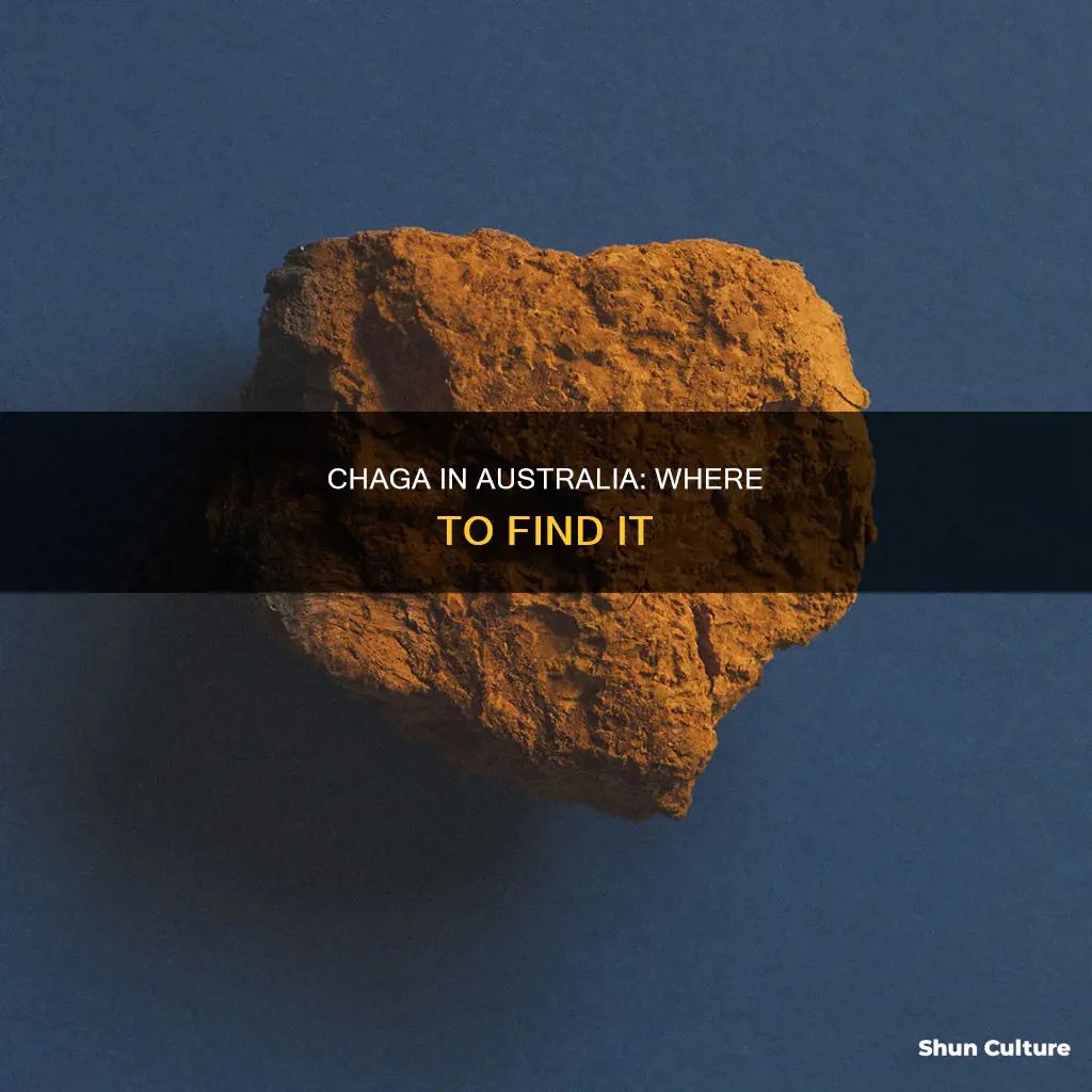 does chaga grow in australia